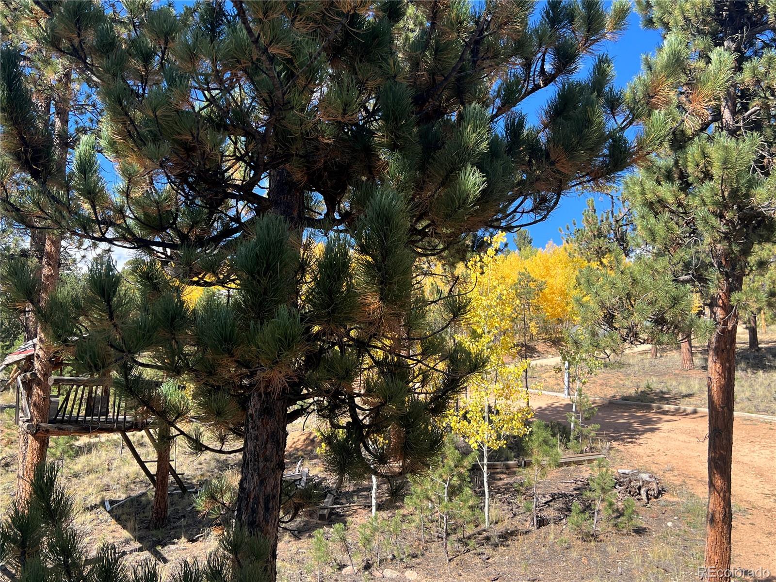 187 Johnson Road Bailey, CO 80421 - Photo 28 of 37 a view of a tree