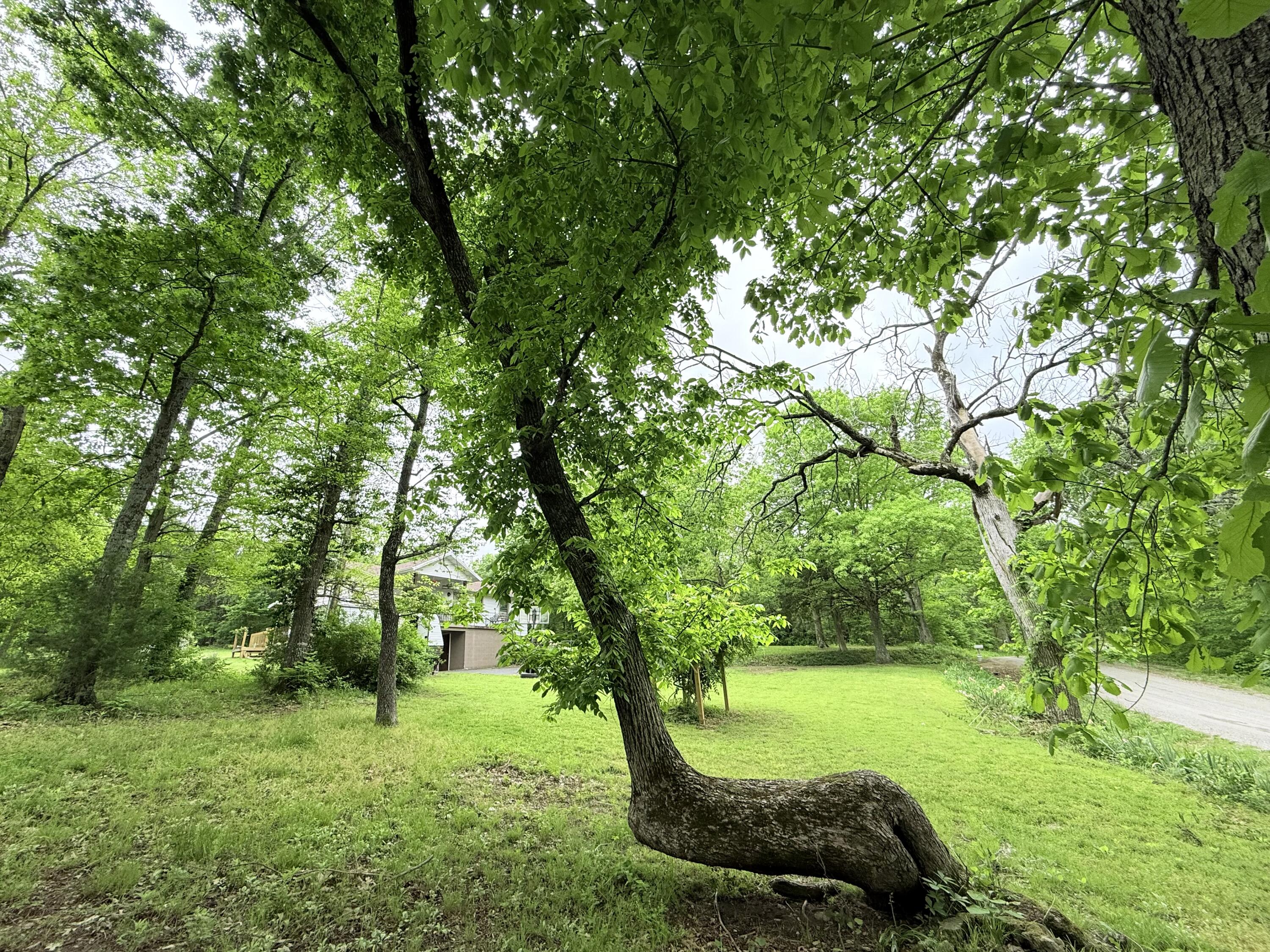 148 Crooked Tree Road Galena, MO 65656 - Photo 24 of 24 IMG_4218