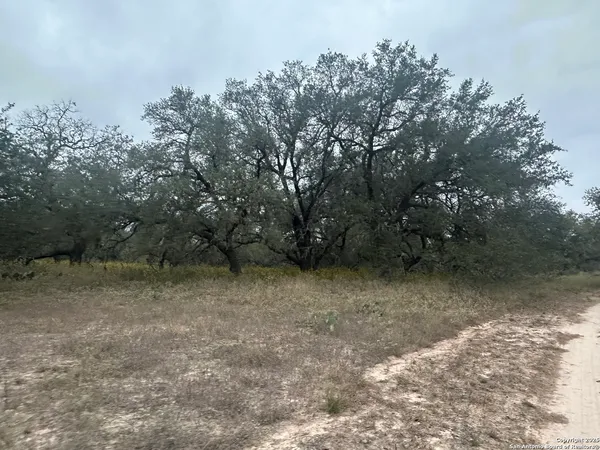 a view of a yard with trees