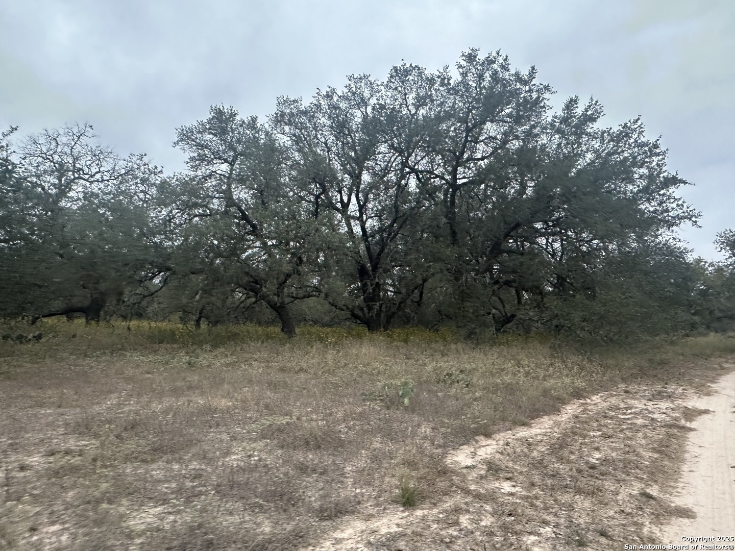 1150 County Road 765 Moore, TX 78057 - Photo 11 of 18 a view of a yard with trees