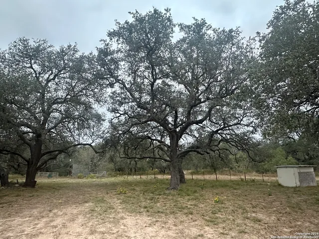 a view of a yard with a tree