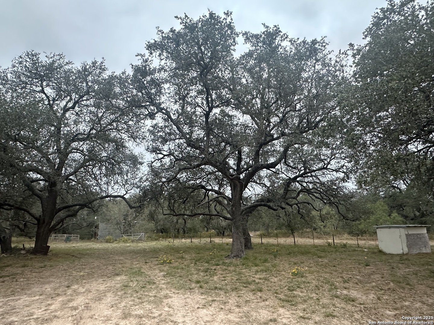 1150 County Road 765 Moore, TX 78057 - Photo 2 of 18 a view of a yard with a tree