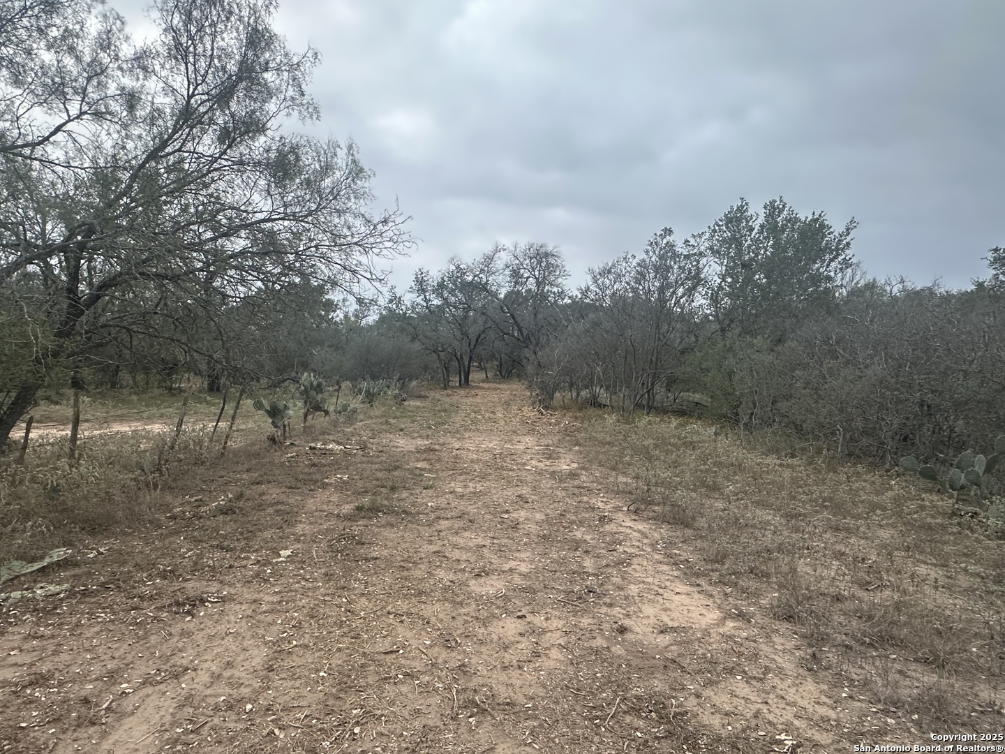 1150 County Road 765 Moore, TX 78057 - Photo 5 of 18 a view of a yard with a tree