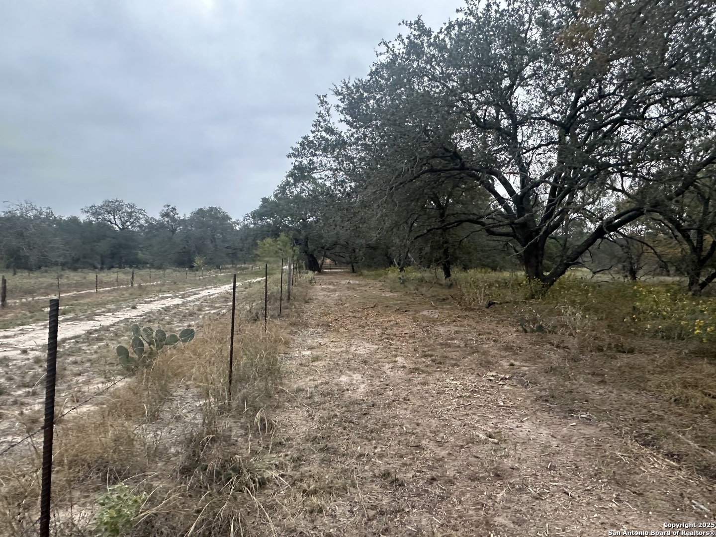 1150 County Road 765 Moore, TX 78057 - Photo 9 of 18 a view of a forest with trees in the background