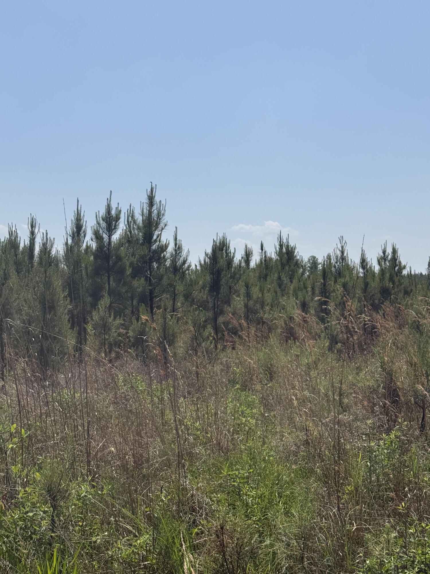 1725 Bethel Forest Road Rowesville, SC 29133 - Photo 4 of 5 b2