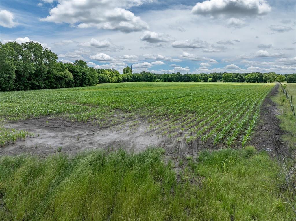 Tbd Cowan Road Celina, TX 75009 - Photo 31 of 31 a view of a big yard with plants and large trees