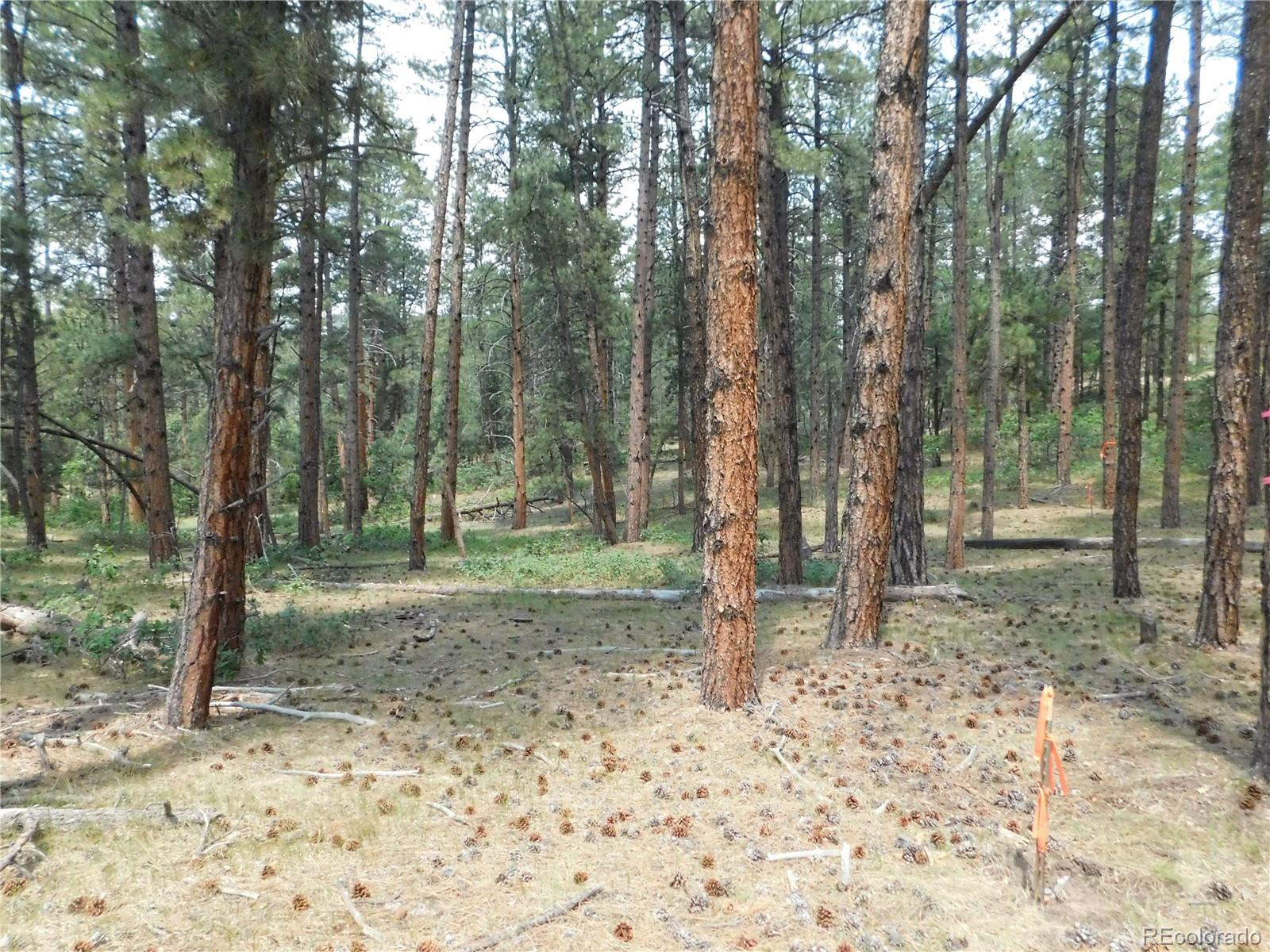 8356 Quivas Road Larkspur, CO 80118 - Photo 29 of 44