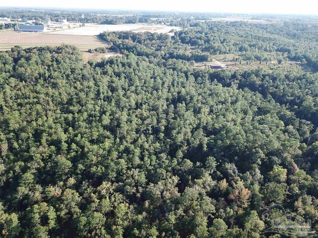 85-acres Wiley Scott Road Jay, FL 32565 - Photo 6 of 9