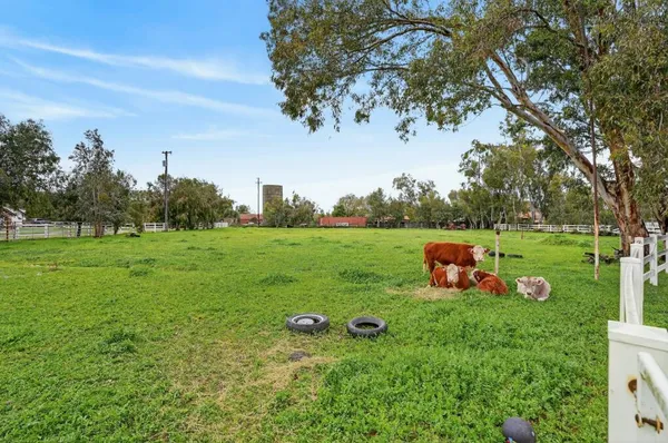 a view of a park with large trees