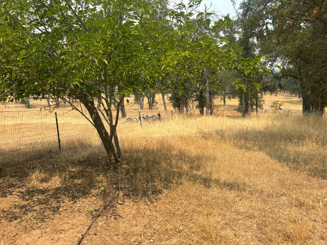 10978 Oak Run Road Oak Run, CA 96069 - Photo 10 of 17 a view of outdoor space with trees