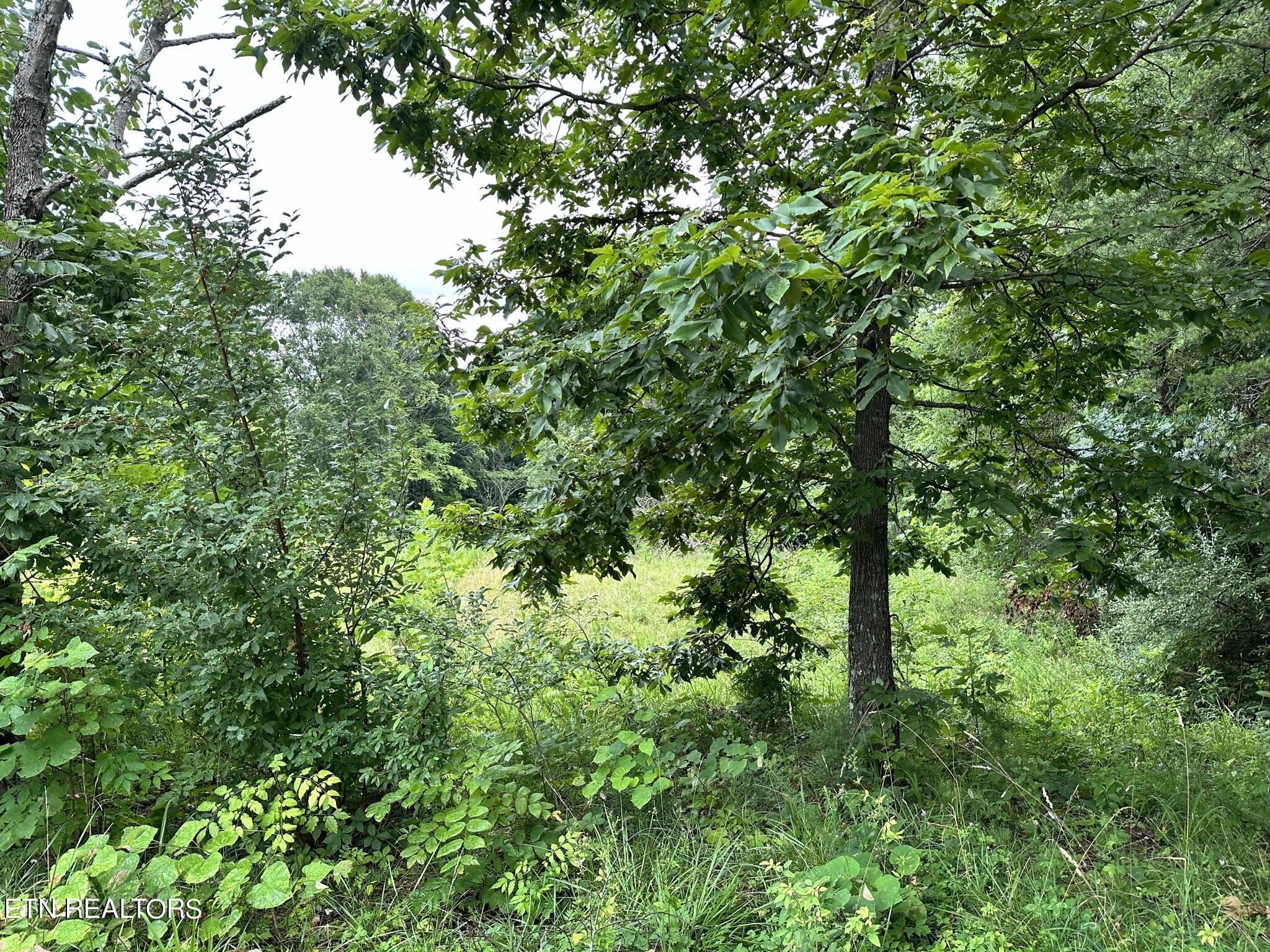 770 Landmark Road Jacksboro, TN 37757 - Photo 12 of 12 IMG_3224