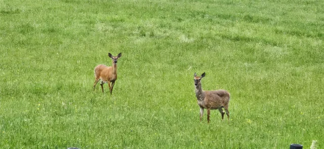 $334,000 | 1657 County Road 4, Otego, NY 13825