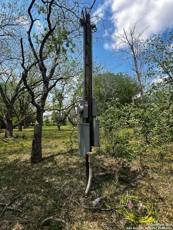a tree in the middle of a yard