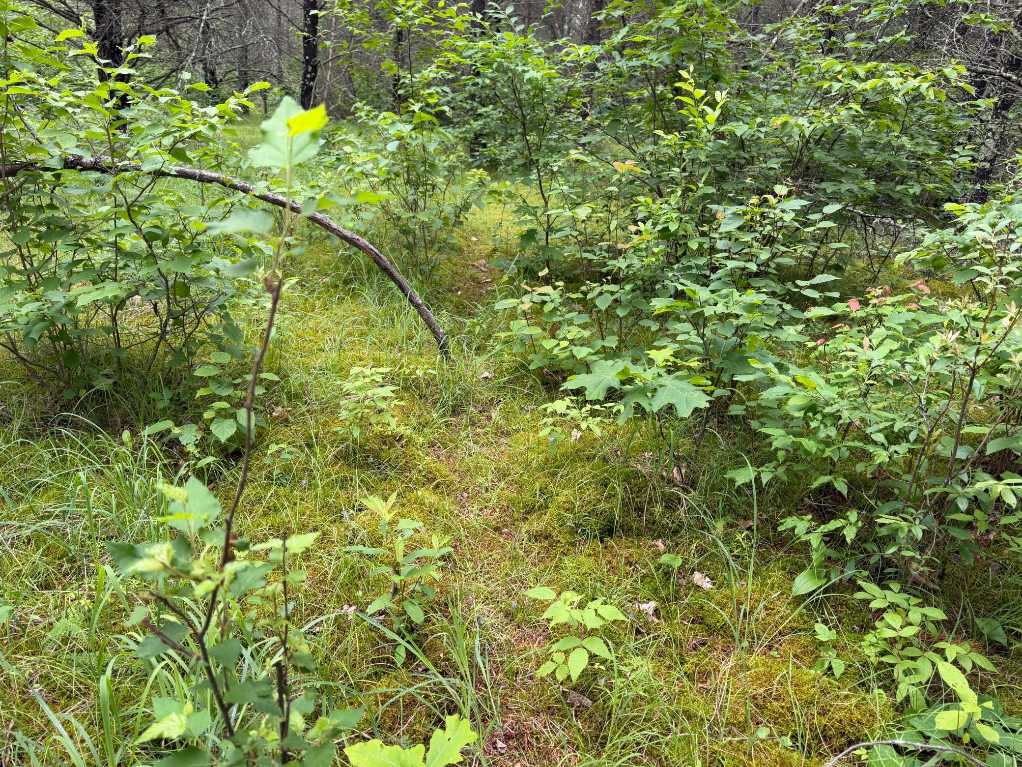 Tbd 350th Street Sebeka, MN 56477 - Photo 87 of 100