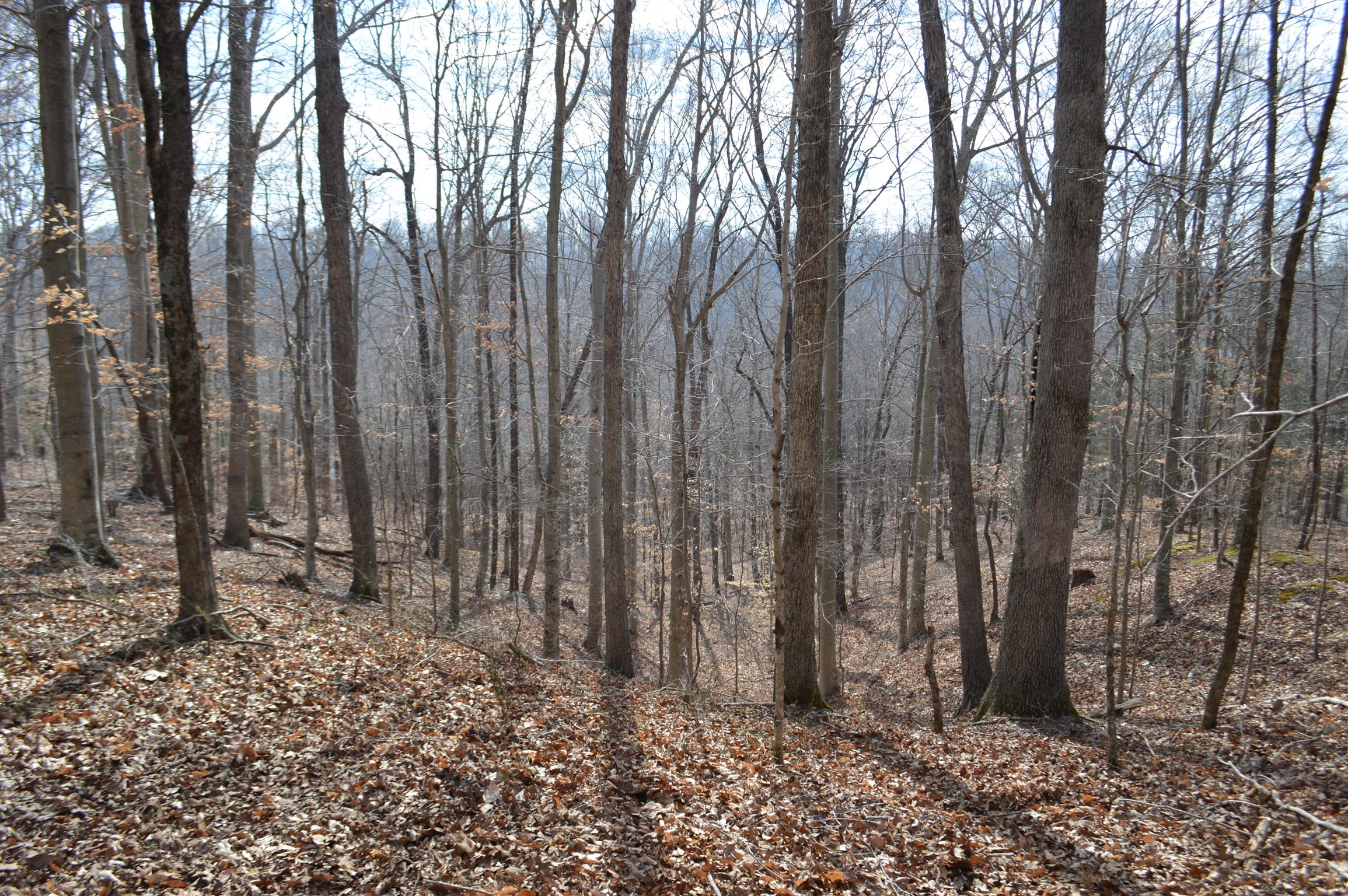 0 Jarman Hollow Road Palmyra, TN 37142 - Photo 11 of 20 Gallery Image 11