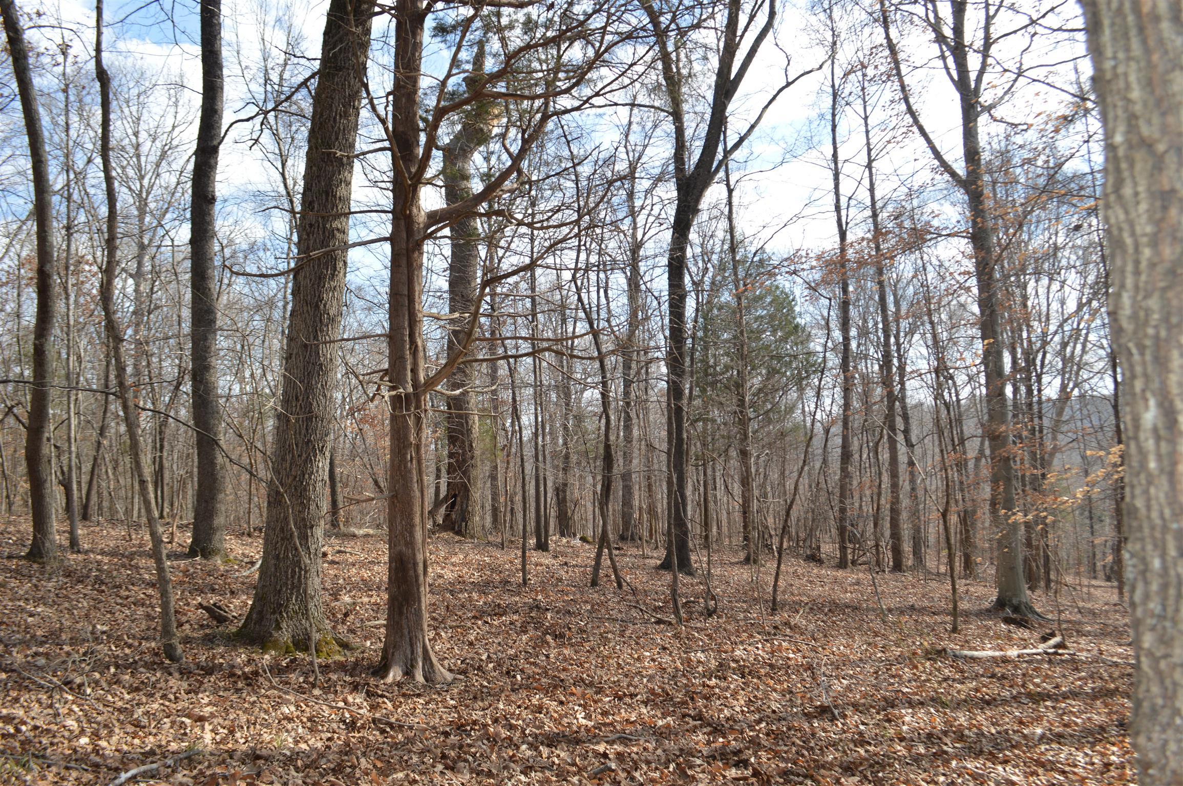 0 Jarman Hollow Road Palmyra, TN 37142 - Photo 12 of 20 Gallery Image 12