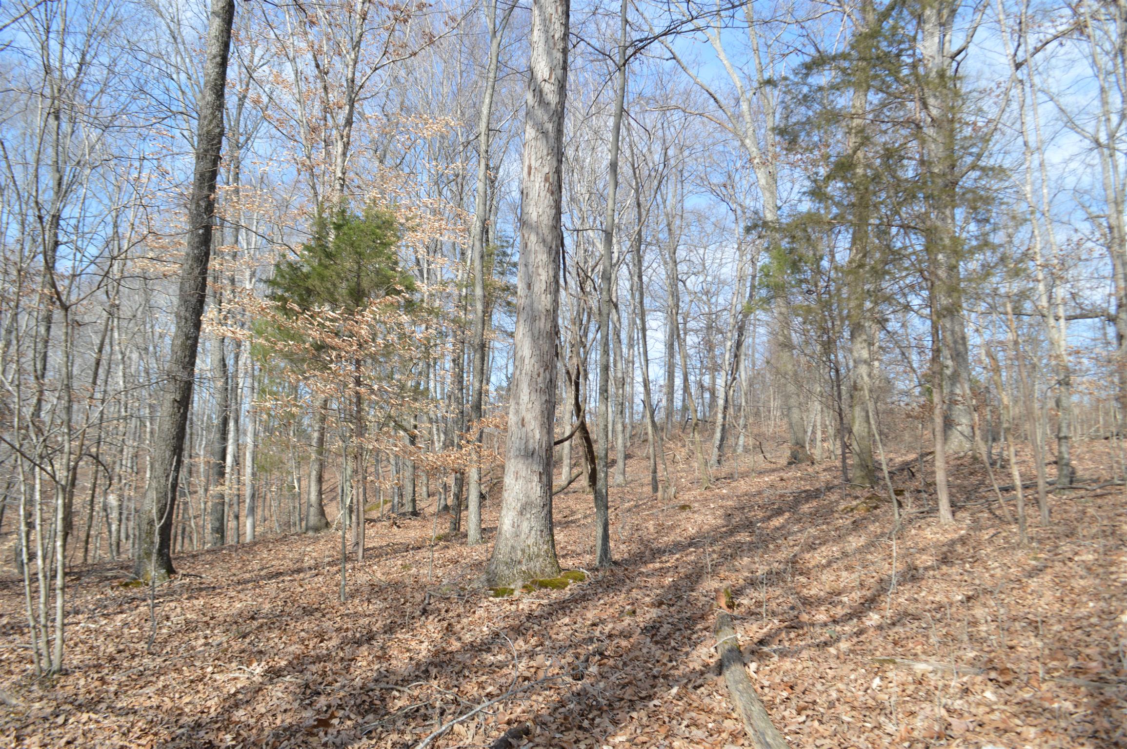 0 Jarman Hollow Road Palmyra, TN 37142 - Photo 13 of 20 Rolling hills