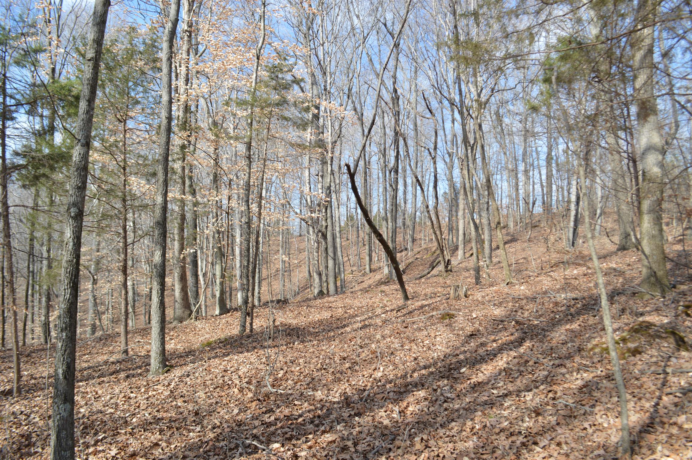 0 Jarman Hollow Road Palmyra, TN 37142 - Photo 14 of 20 Mature trees