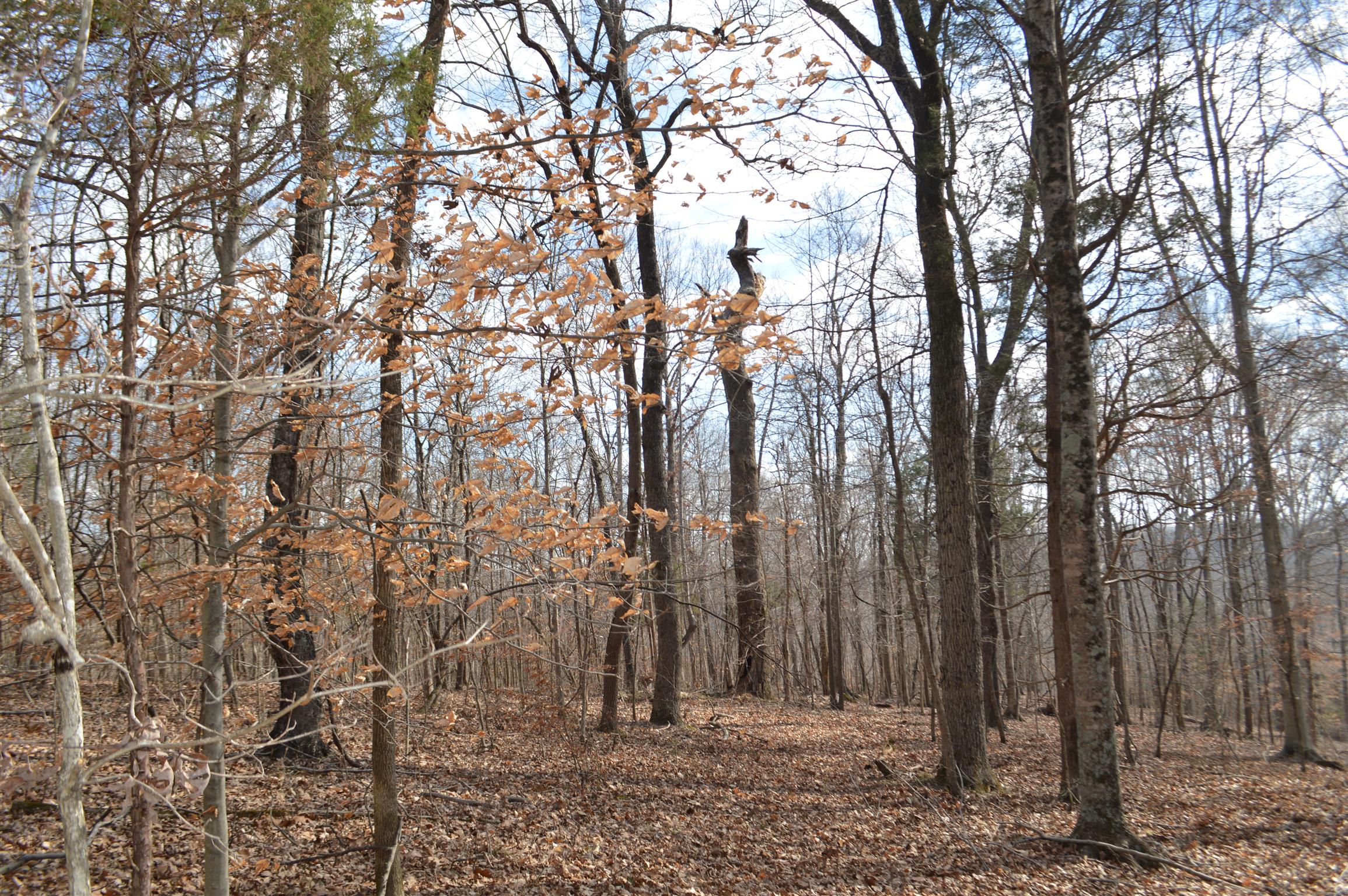 0 Jarman Hollow Road Palmyra, TN 37142 - Photo 15 of 20 Gallery Image 15
