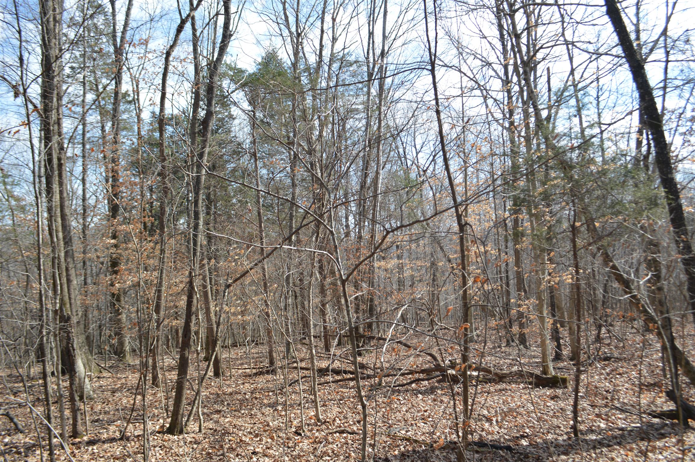 0 Jarman Hollow Road Palmyra, TN 37142 - Photo 16 of 20 Gallery Image 16