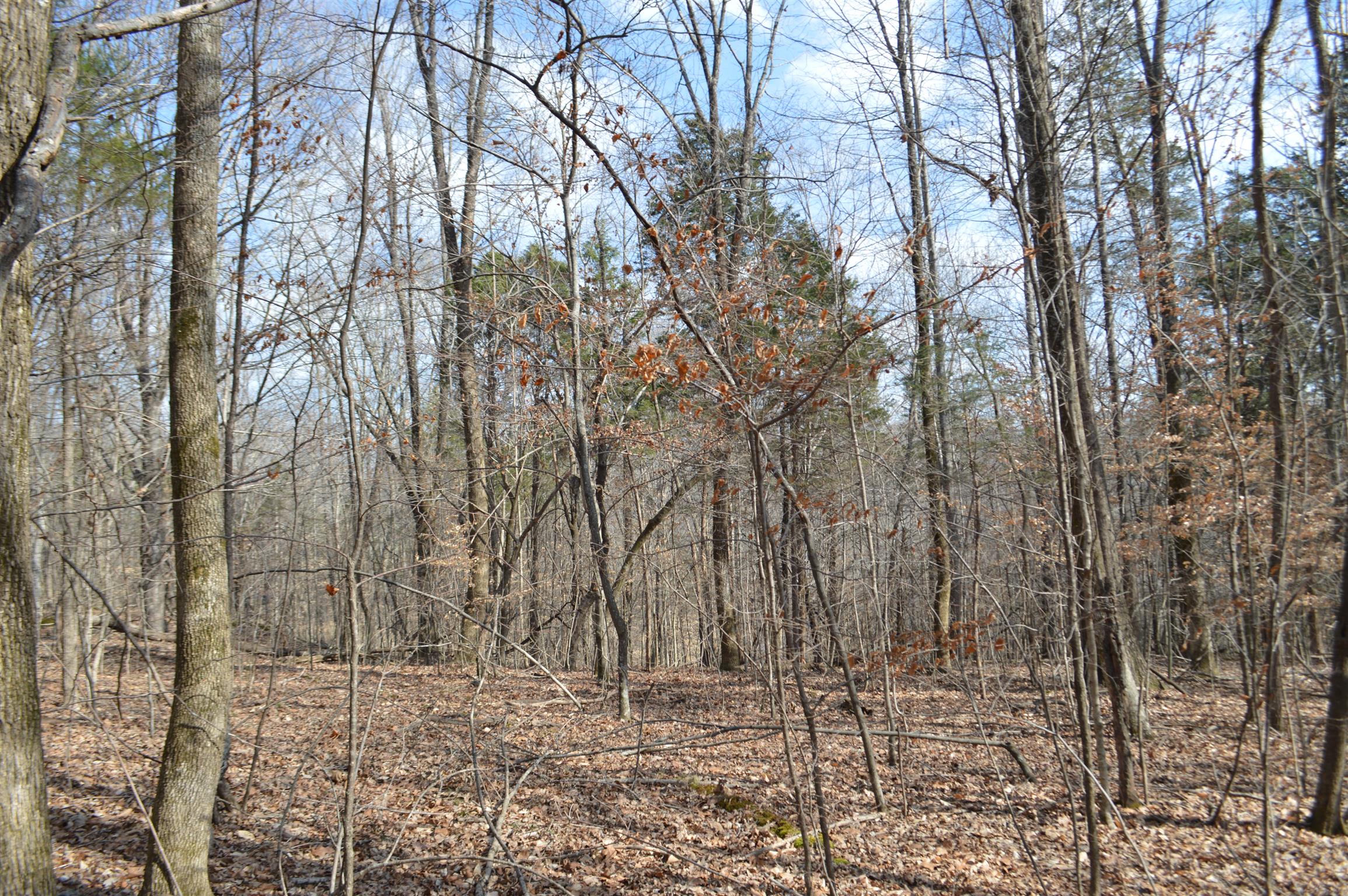 0 Jarman Hollow Road Palmyra, TN 37142 - Photo 17 of 20 Gallery Image 17
