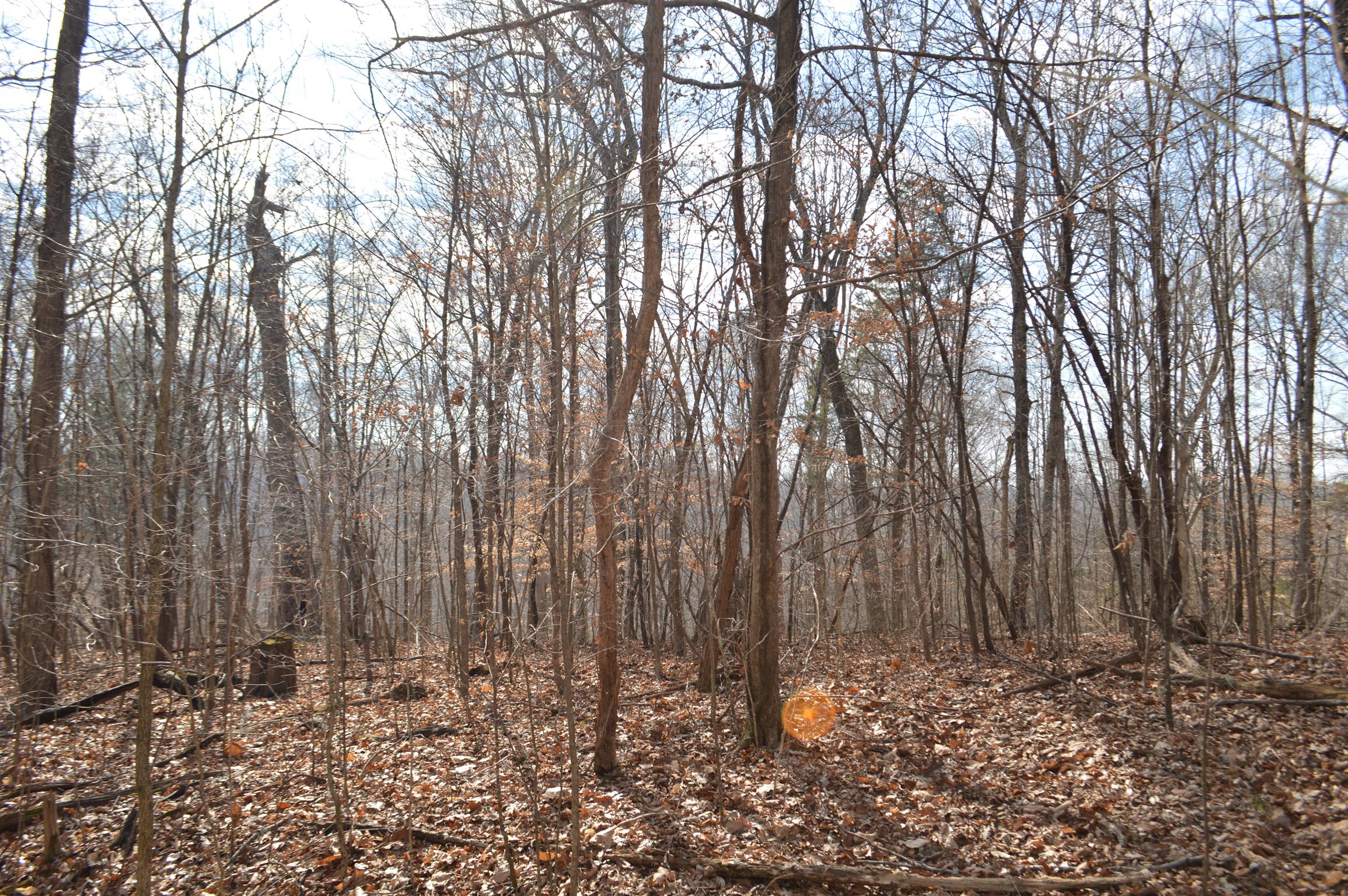 0 Jarman Hollow Road Palmyra, TN 37142 - Photo 18 of 20 Gallery Image 18