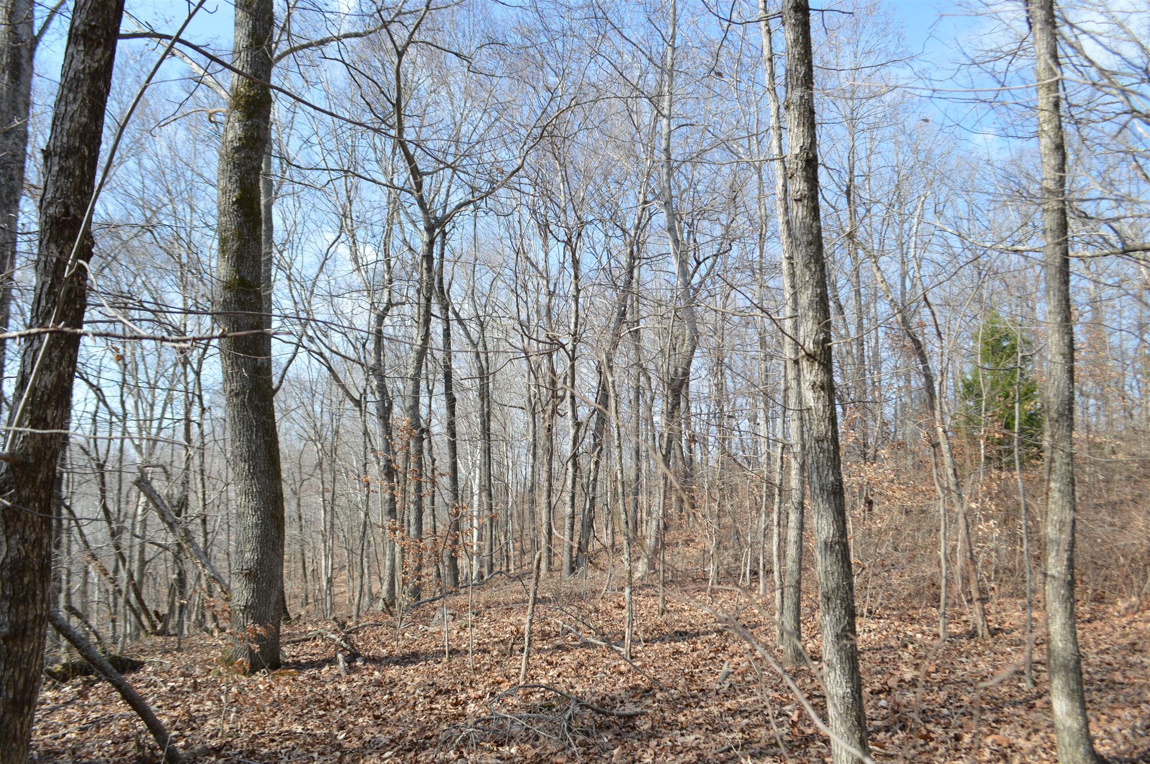 0 Jarman Hollow Road Palmyra, TN 37142 - Photo 19 of 20 Gallery Image 19