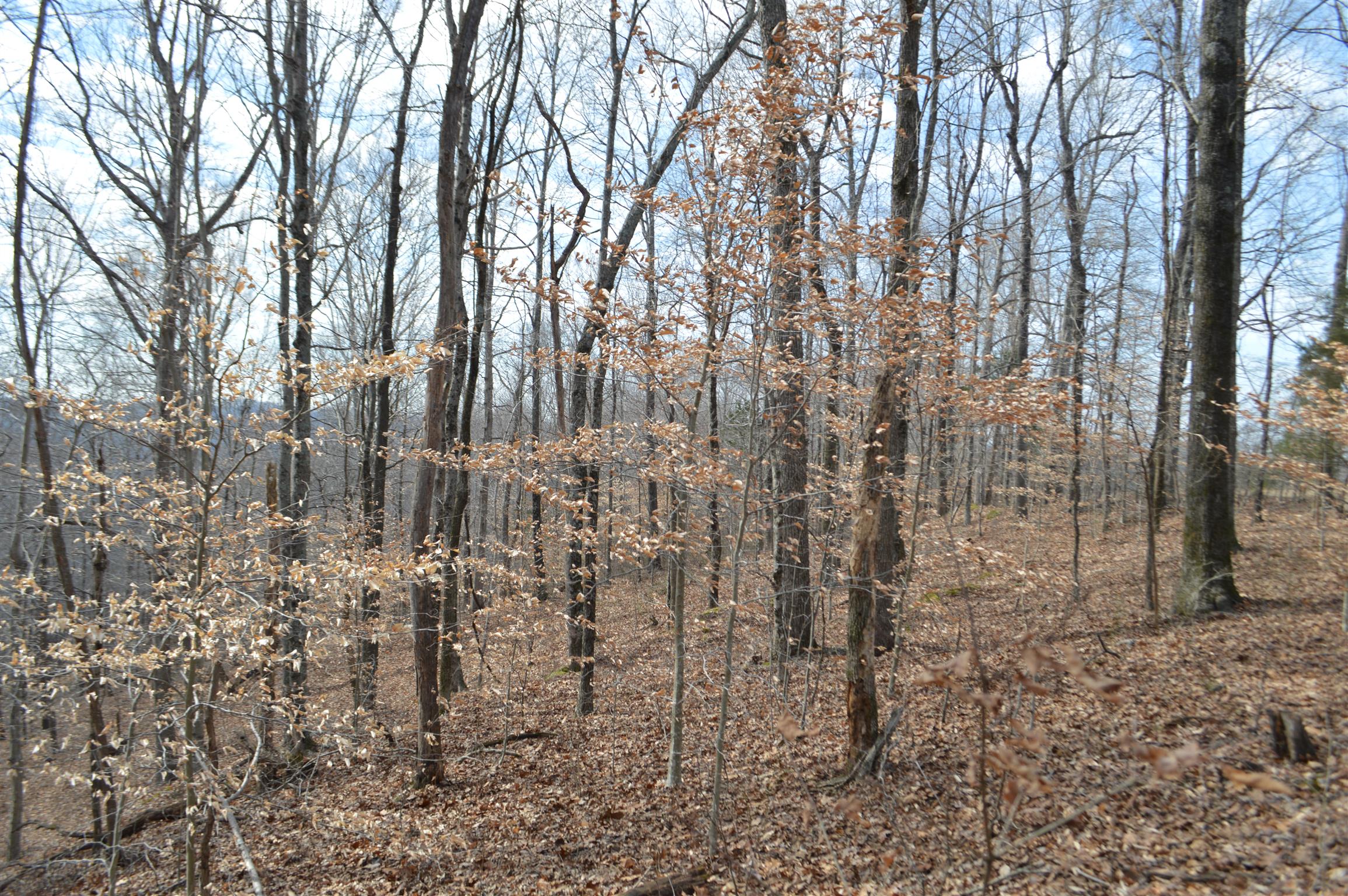 0 Jarman Hollow Road Palmyra, TN 37142 - Photo 8 of 20 Gallery Image 8