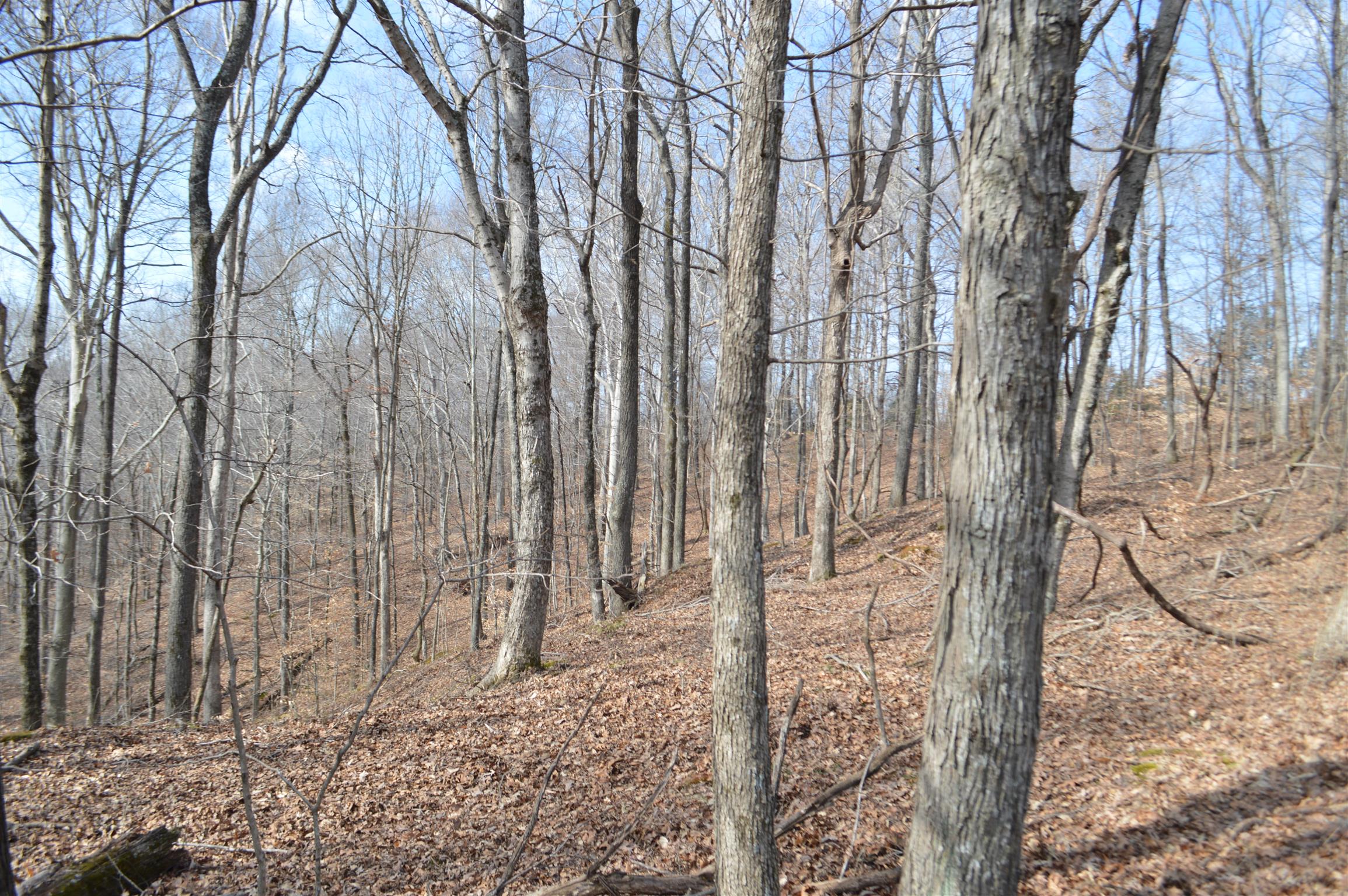 0 Jarman Hollow Road Palmyra, TN 37142 - Photo 10 of 20 Gallery Image 10