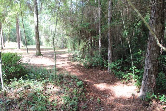 325 Ridge Lake Road Crestview, FL 32536 - Photo 11 of 64 a view of a forest with trees in the background