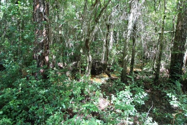 325 Ridge Lake Road Crestview, FL 32536 - Photo 60 of 64 a view of a forest with lots of trees