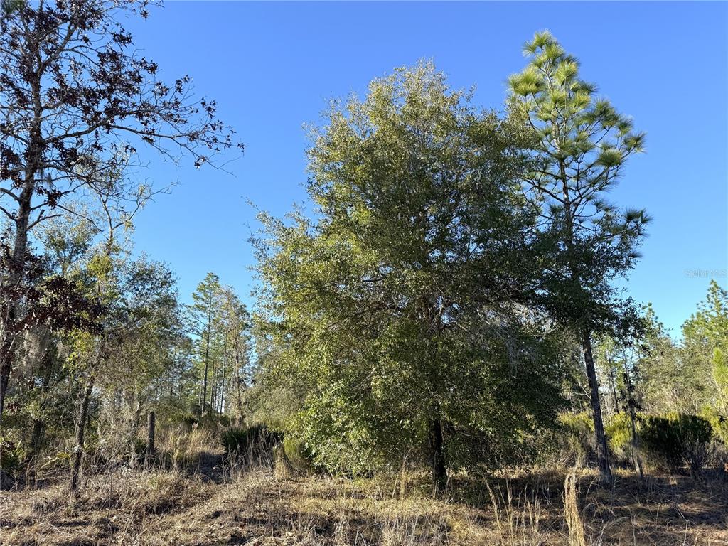 0 Northeast 121 Street Archer, FL 32618 - Photo 1 of 1 a backyard of a house with lots of trees