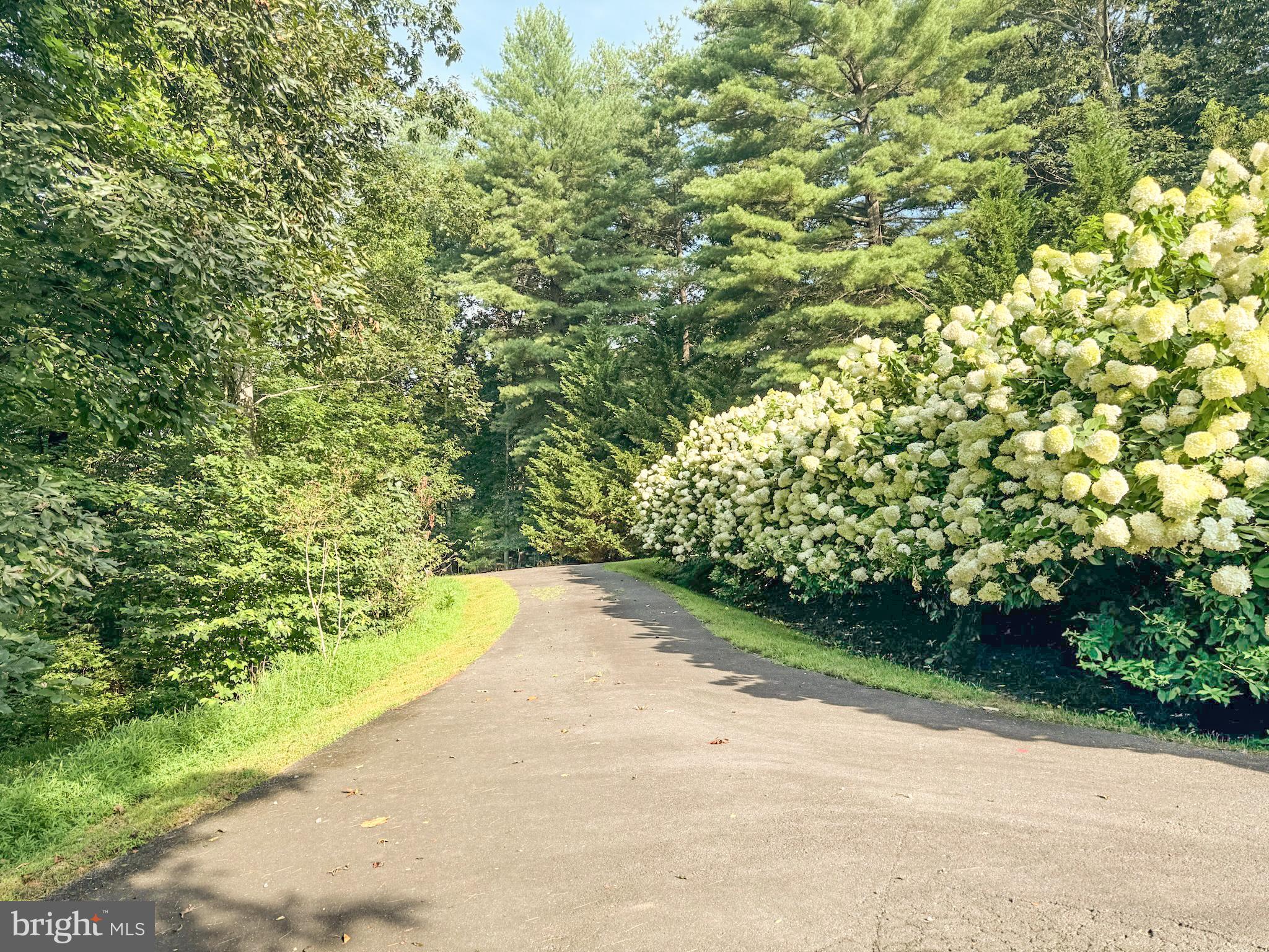1318 Locust Grove Church Road Orange, VA 22960 - Photo 40 of 42 In spring, hydrangeas line the driveway