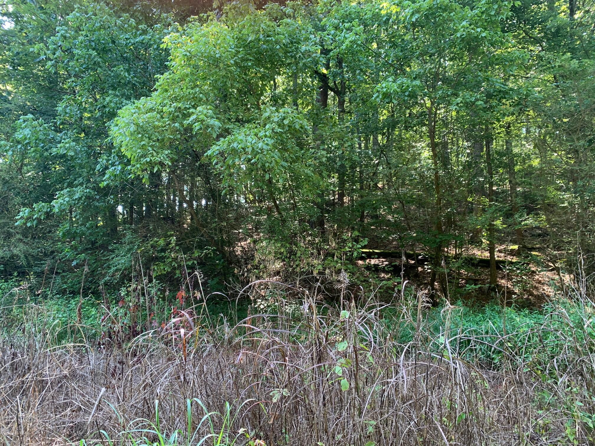 1035 Rynes Road Decatur, TN 37322 - Photo 14 of 18 Gallery Image 14