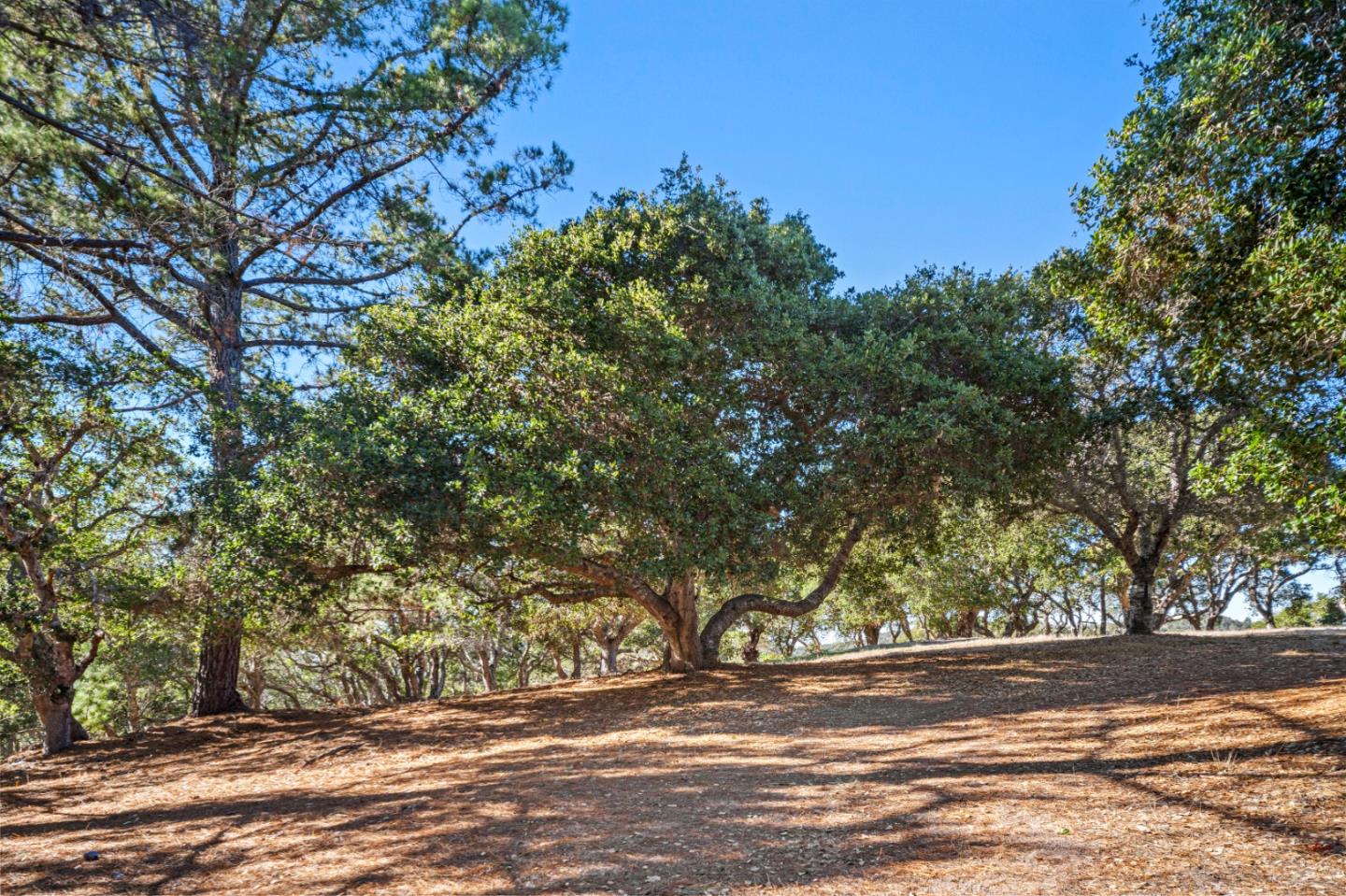 9 Corral Run Carmel, CA 93923 - Photo 12 of 19 a view of a house with a tree