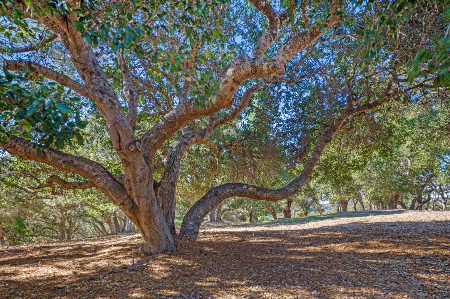9 Corral Run Carmel, CA 93923 - Photo 13 of 19 a view of a yard with a tree