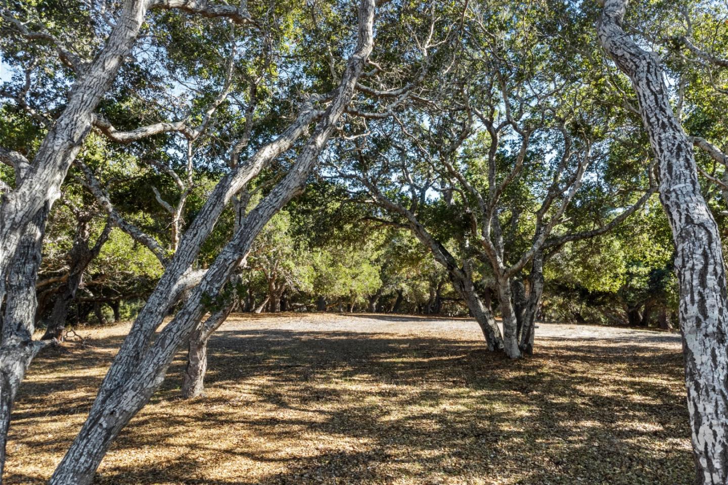 9 Corral Run Carmel, CA 93923 - Photo 15 of 19 a view of tree in the middle of a yard