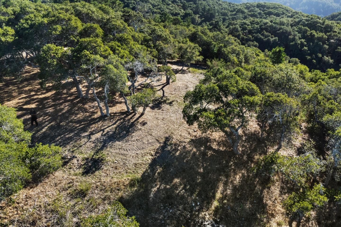 9 Corral Run Carmel, CA 93923 - Photo 4 of 19 a view of a forest with a tree