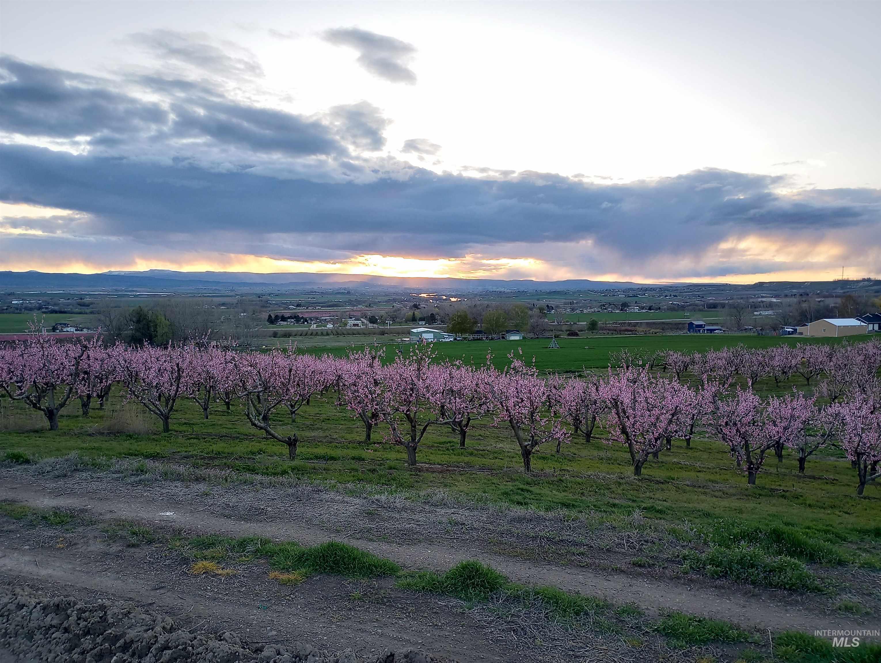 14526 Perfection Lane Caldwell, ID 83607 - Photo 8 of 47 Orchard with blooming trees and expansive landscape