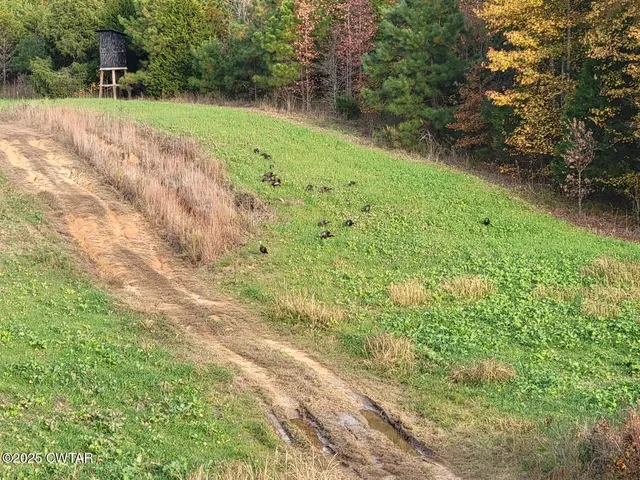 a view of a yard with a tree
