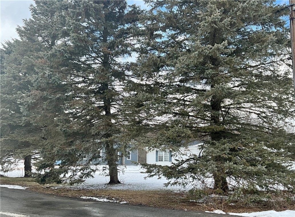 756 Spring Street Extension Groton, NY 13073 - Photo 5 of 28 Nestled behind these pines