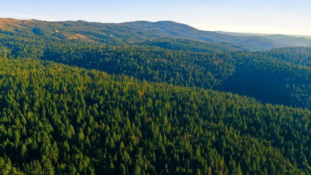 a view of a lush green hillside