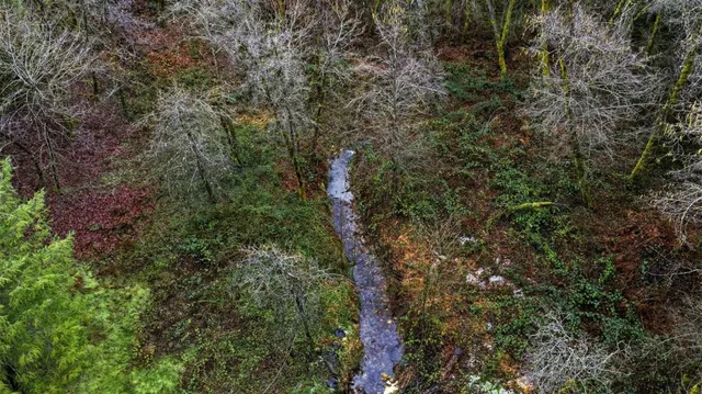 a view of a house with a lush green forest