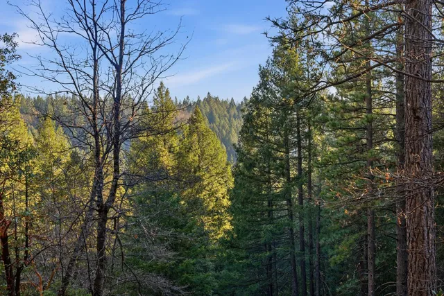 a view of a backyard with large trees