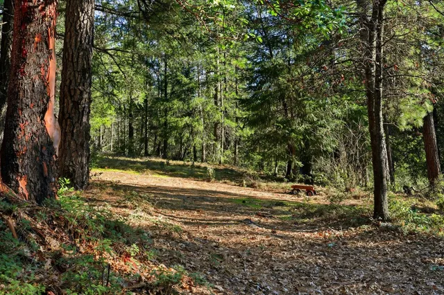 a view of a lush green space