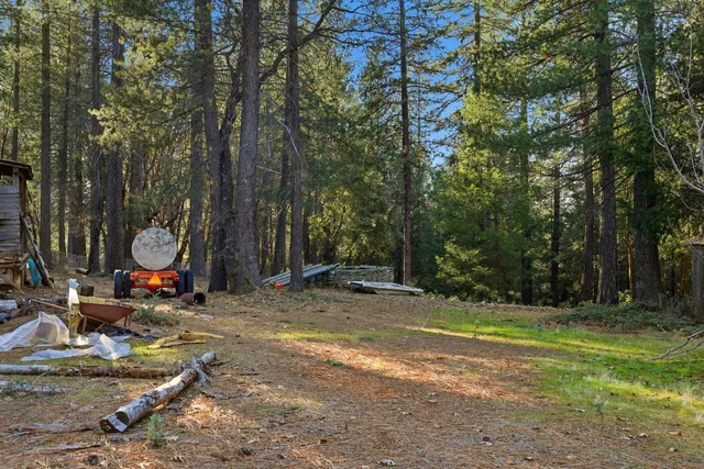 a view of a garden with plants and trees