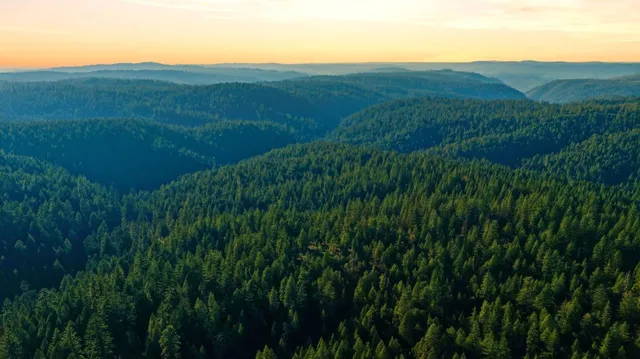 a view of a yard with plants and a wooden fence