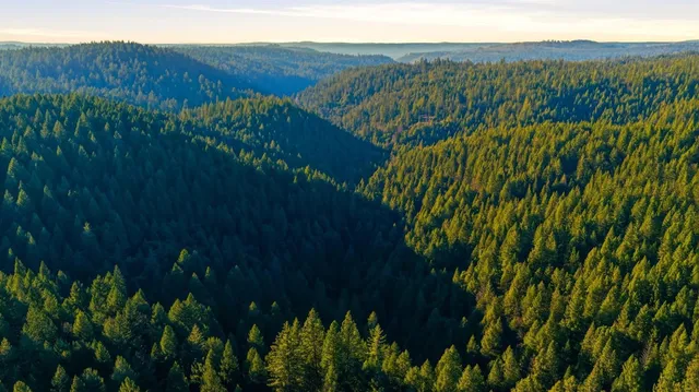 a view of a park with of trees