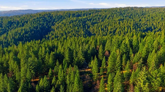 a view of a tree in a forest