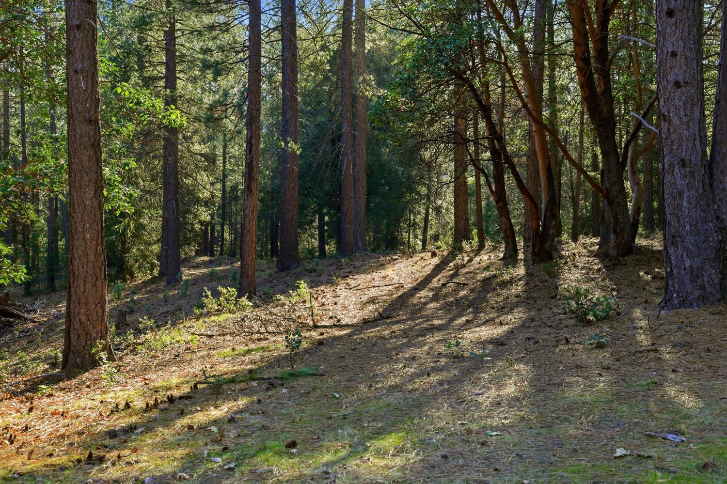 0 Kentucky Flat Road Georgetown, CA 95634 - Photo 49 of 54 a view of a yard with trees